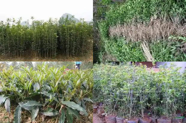 门前为什么不能栽桂花树呢1681787300042