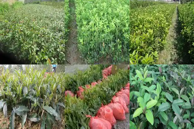 栽桂花树有什么好处1681787331907