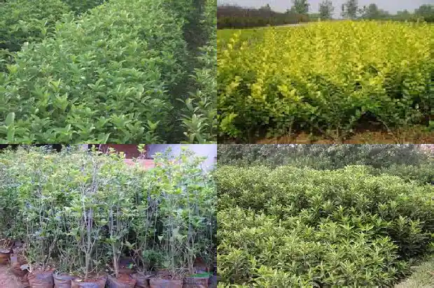 房屋门前种桂花树好吗1681787364046