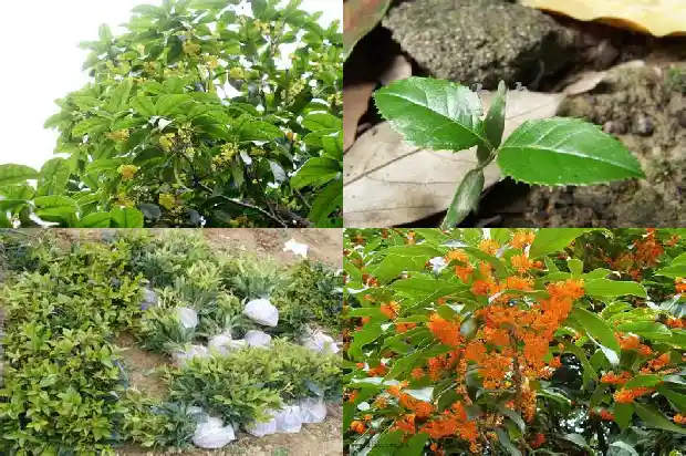 房屋门前种桂花树好吗1681787364141