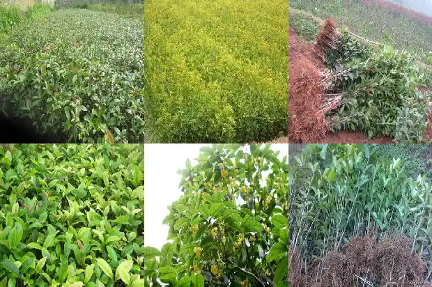 门前能种桂花树吗?1681787399190