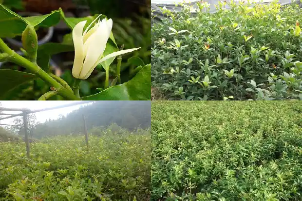 门前能种桂花树吗?1681787399286