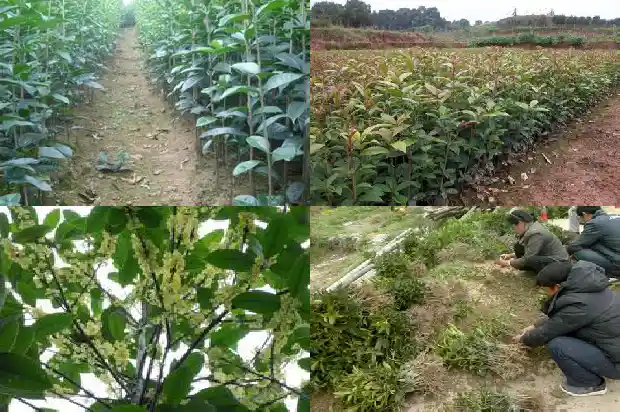 桂花树能种在门前吗风水好不好1681787426135