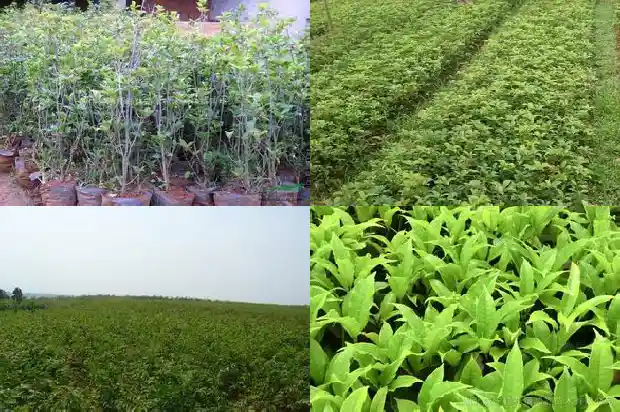 桂花树能种在门前吗北方风水好吗1681787492541