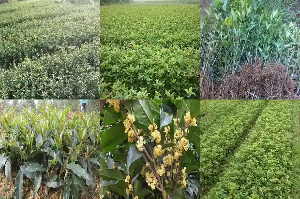 桂花树能种在门前吗北方风水好吗1681787492589