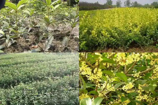 桂花树多少钱大概一棵呢1689899030900
