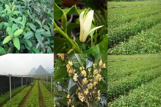 桂花树能不能栽在大门口1681787548084