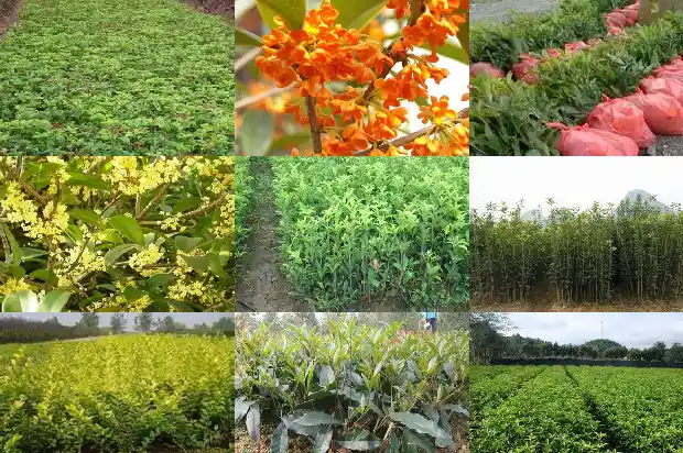 桂花树在门前什么地方栽种1681787577777