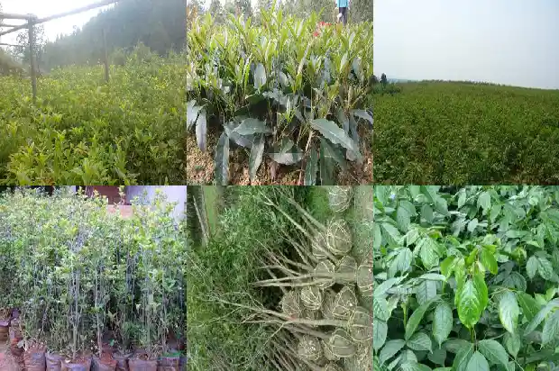 桂花树能种门前吗1681787633982