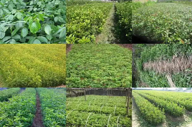 家门前不能种桂花树吗1681787663686