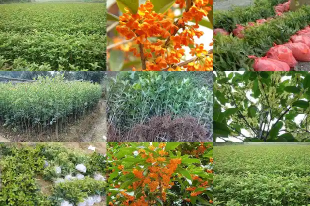 家门前不能种桂花树吗1681787663734