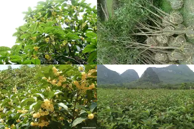 家门前不能种桂花树吗1681787663782