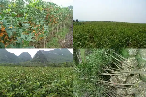 家门前能不能种桂花树1681787693582