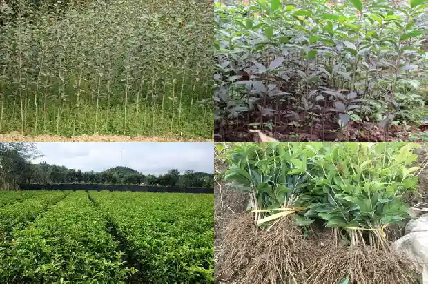 家门前可以栽桂花树吗1681787723650