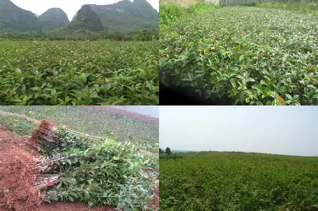 秋天的桂花树长什么样子1690762915488