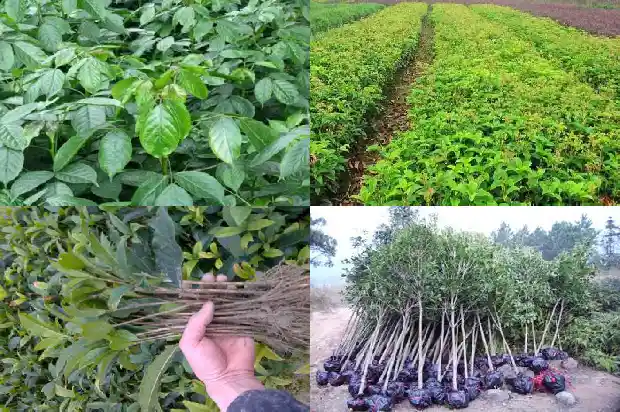什么树桩可以嫁接桂花树苗1688344621700