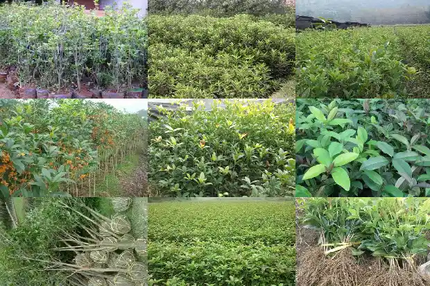 桂花树门前能种吗1681787788191