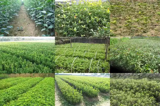 八月开花的桂花是什么桂花呢1688350420620