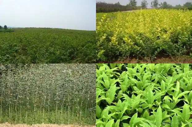 桂花树为什么不开花1681787878705