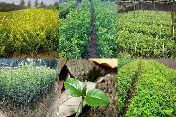 桂花树种了几年为什么不开花了1681787910754
