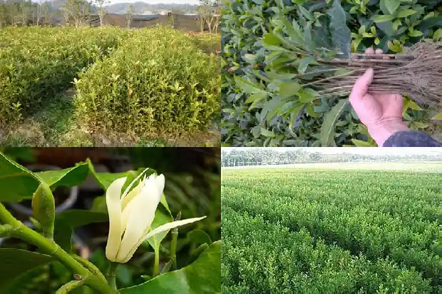 桂花树种了好几年为啥不开花1681787938316