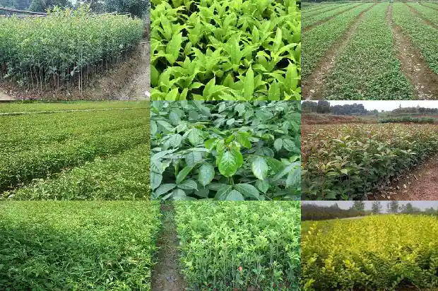 种了好几年的桂花树 不开花?1681787964169
