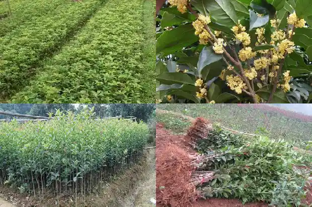黄桂花可以泡酒吗1689380743935