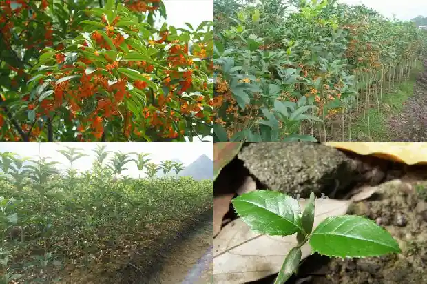 桂花树种几年会开花1681787996324