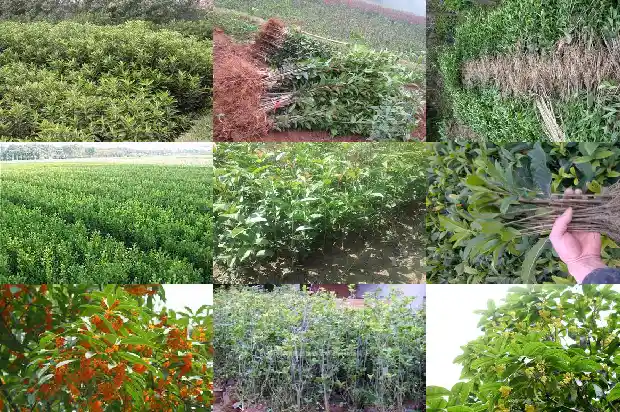 桂花树种几年会开花1681787996372