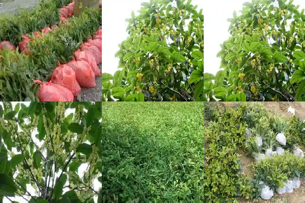 桂花的大小像什么一样1688689696759