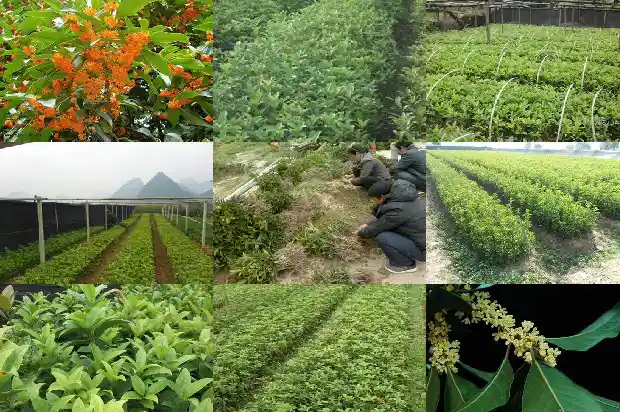 桂花茶和什么搭配1689381740567