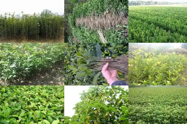 桂花茶对胃有什么好处1689381511364