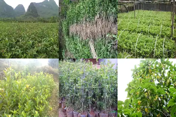 门前院子可以种桂花树吗1681788056988