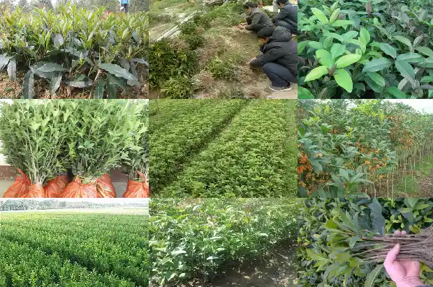 咸宁桂花树基地简介1690504785523