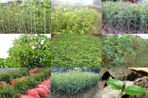 花园门口是否可以载桂花树1681788089095