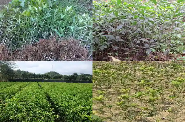 花园门口是否可以载桂花树1681788089143