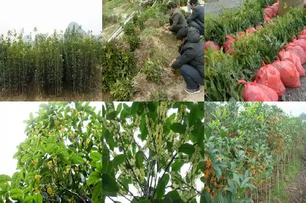花园门口是否可以载桂花树1681788089191