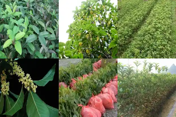 花园门口是否可以载桂花树1681788089239