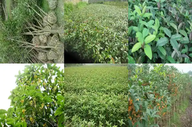 桂花树能种在门口吗风水1681788116836