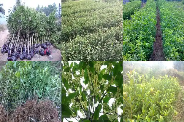 桂花树能种在门口吗风水1681788116883