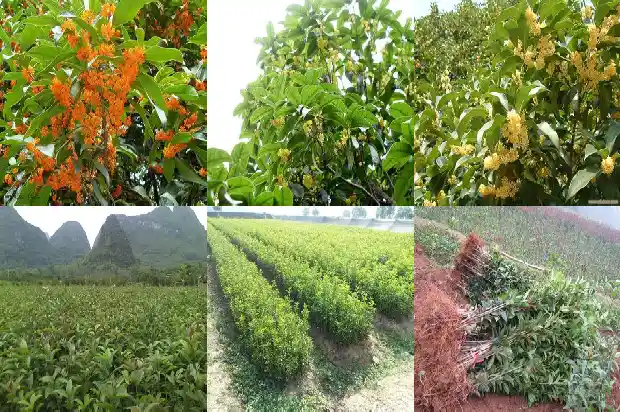 桂花树能栽门口吗1681788144383