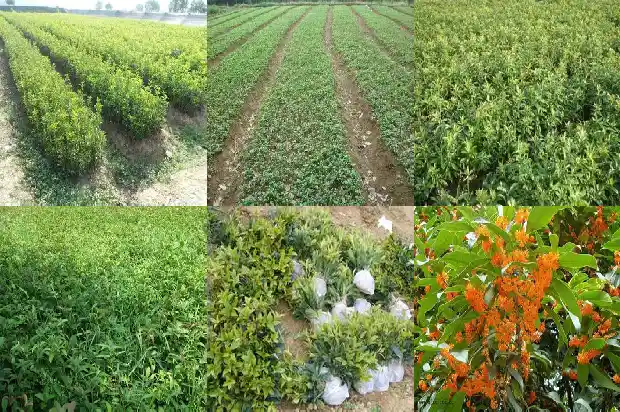 桂花树能栽门口吗1681788144431