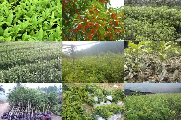 桂花树能栽门口吗1681788144479