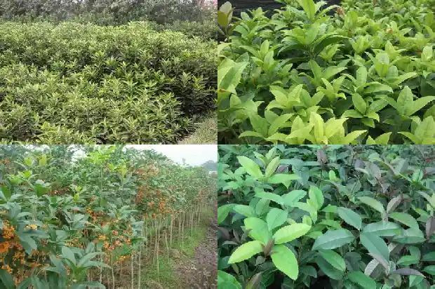 桂花树能在家里养吗风水好吗1681788167511