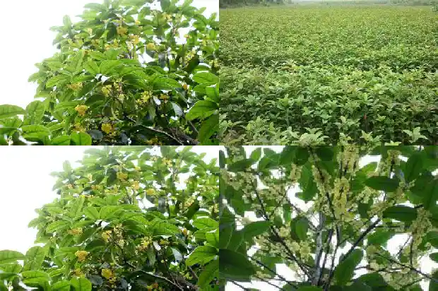 桂花树能在家里养吗风水好吗1681788167559