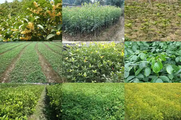 家里能养桂花树吗?1681863298877