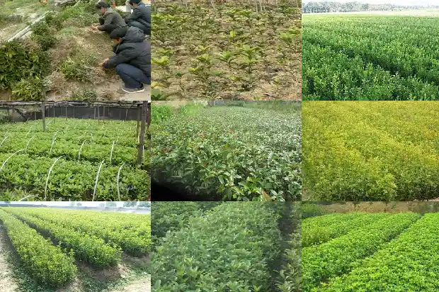 家里能养桂花树吗?1681863298925