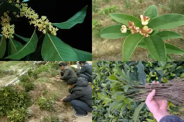 家里能养桂花树吗?1681863298973