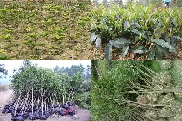 桂花树栽在家里好吗1681863404397
