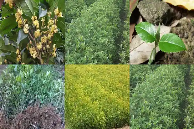 桂花树栽在家里好吗1681863404443
